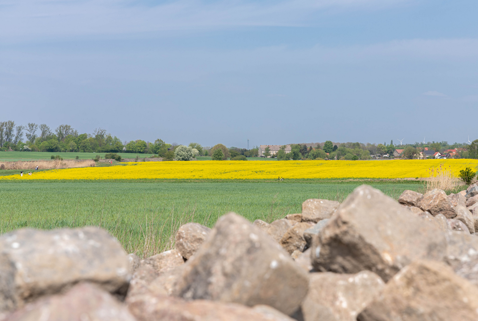 Rapsfeld in der Ferne 