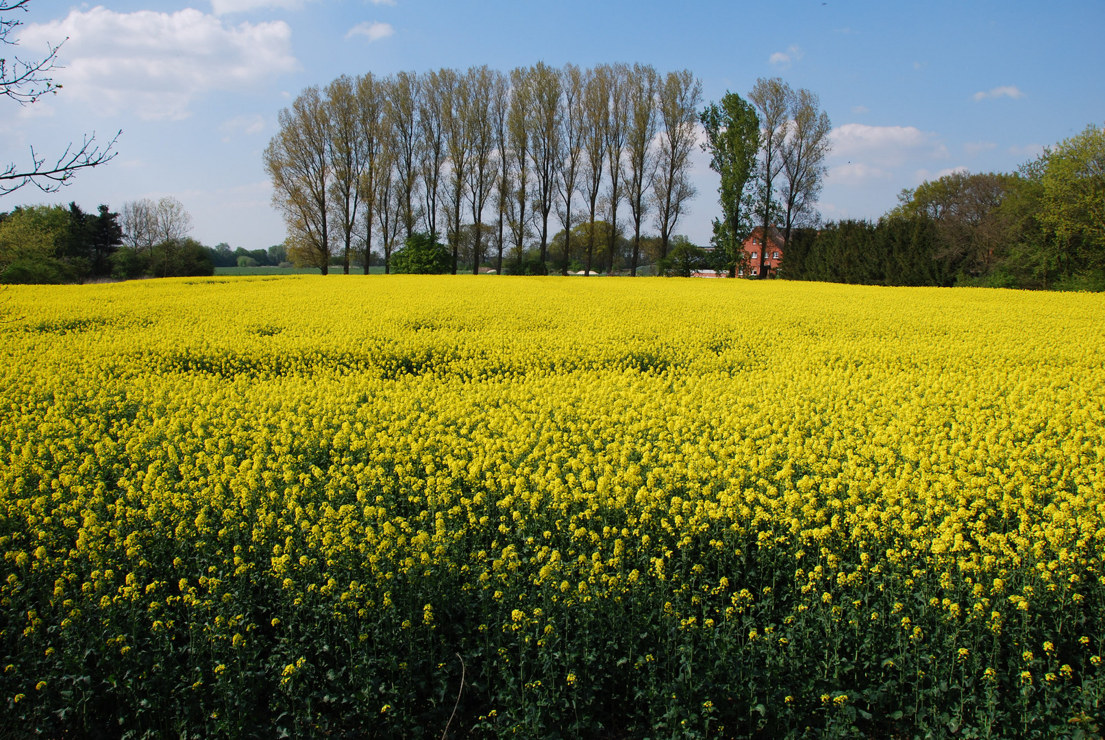 Rapsfeld in der Grafschaft Bentheim