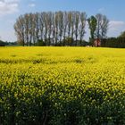 Rapsfeld in der Grafschaft Bentheim