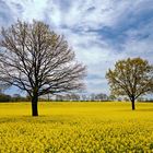 Rapsfeld in der Lüneburger Heide