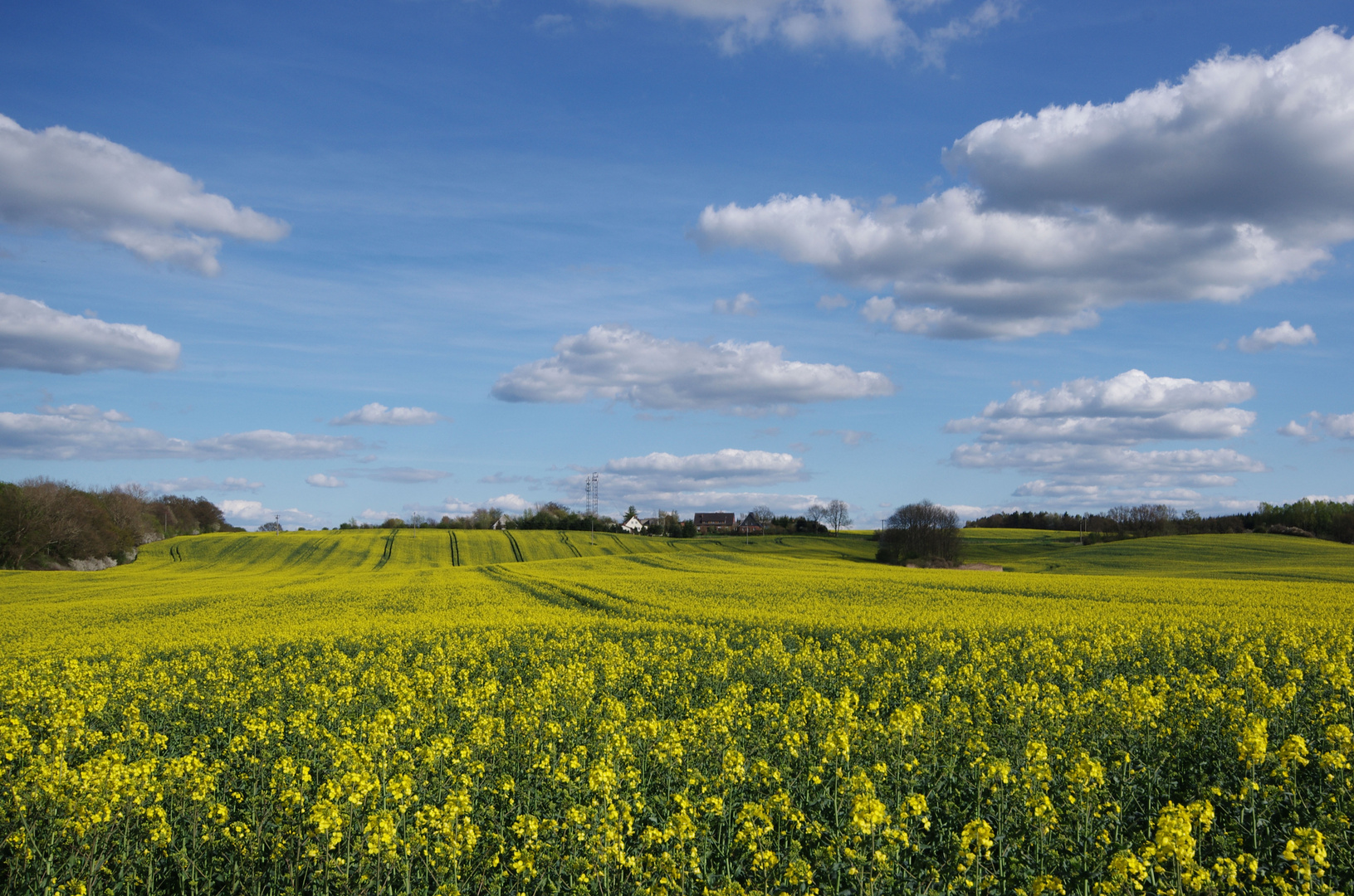 Rapsfeld in der Nähe der Ortschaft Breesen