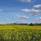 Rapsfeld in der Nähe der Ortschaft Breesen