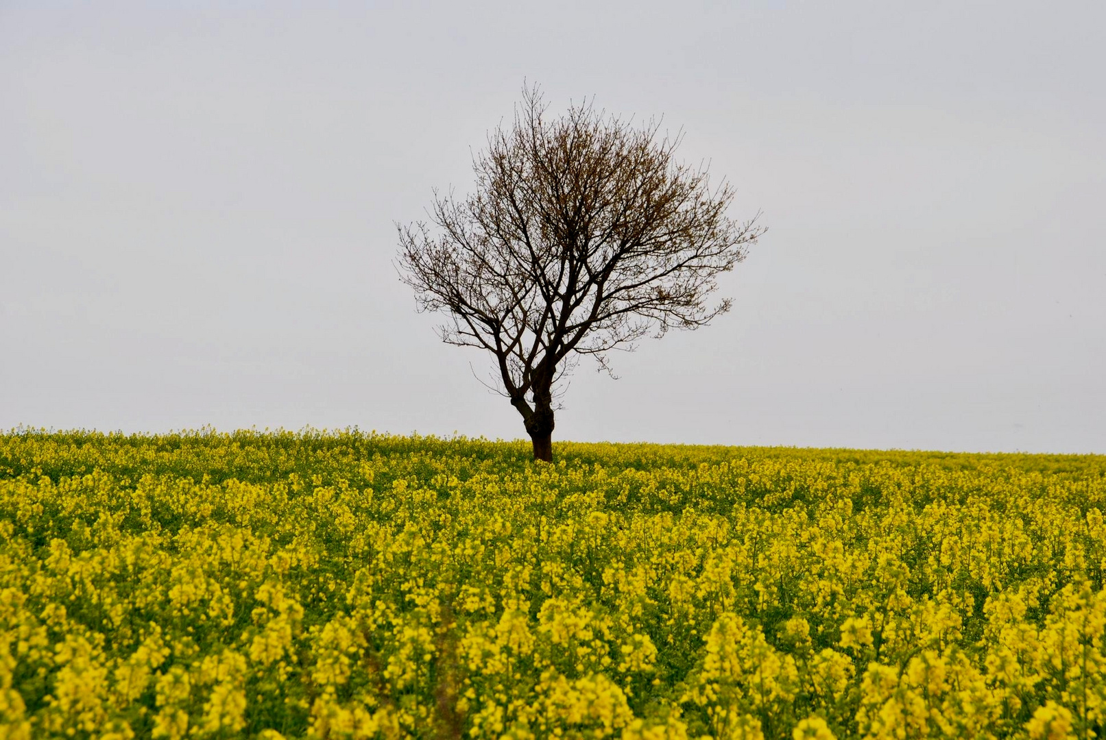 Rapsfeld in der Nähe von Boltenhagen