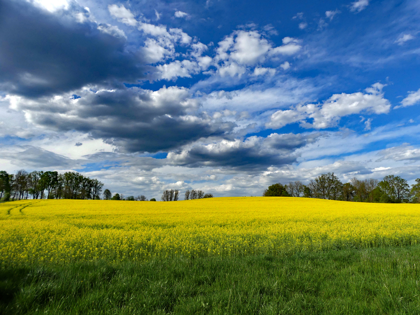 Rapsfeld in der Nähe von Ebersberg