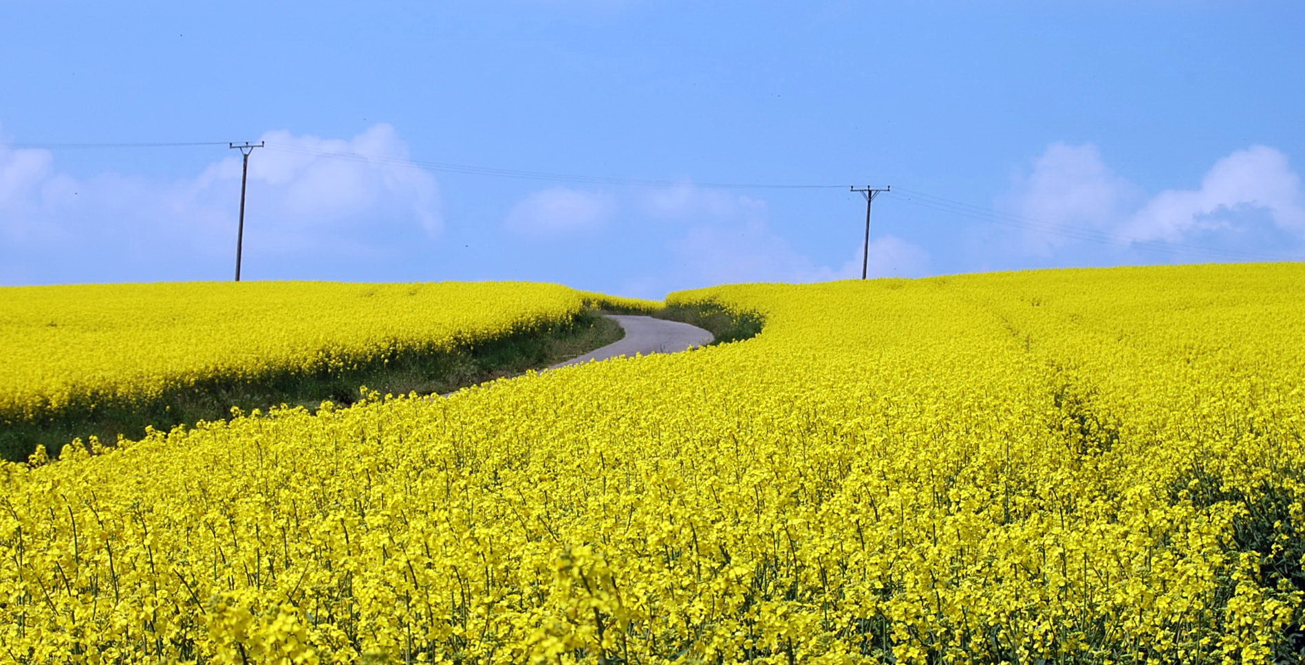 Rapsfeld in der Pfalz