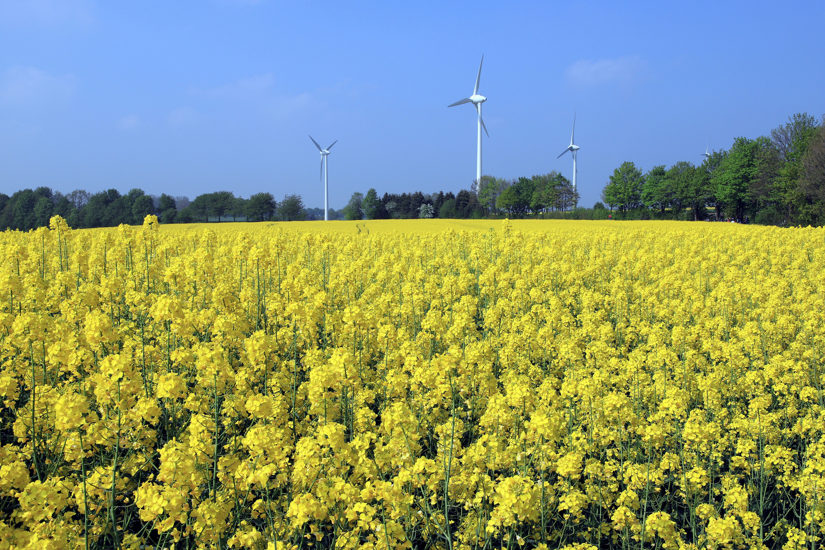 Rapsfeld in der Soester Börde bei Echtrop