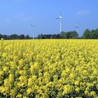 Rapsfeld in der Soester Börde bei Echtrop