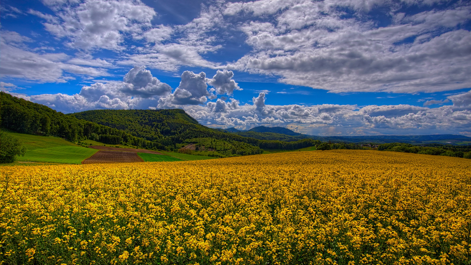 Rapsfeld in der Sonne