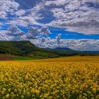 Rapsfeld in der Sonne