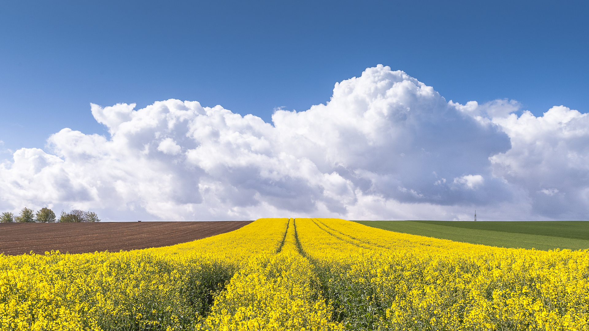 Rapsfeld in der Südpfalz