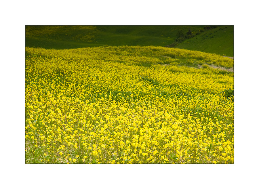 Rapsfeld in der Toskana