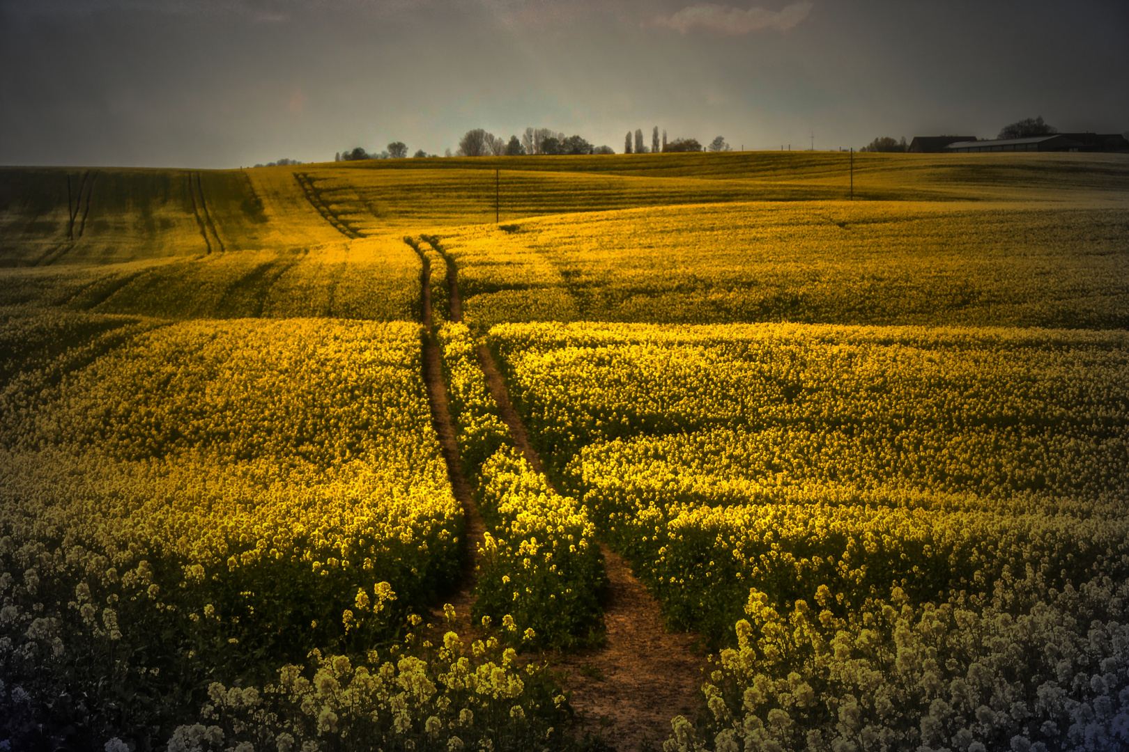 Rapsfeld in der Uckermark