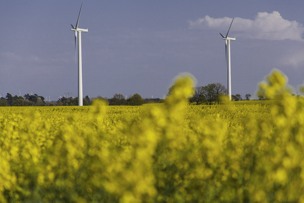 Rapsfeld in der Uckermark