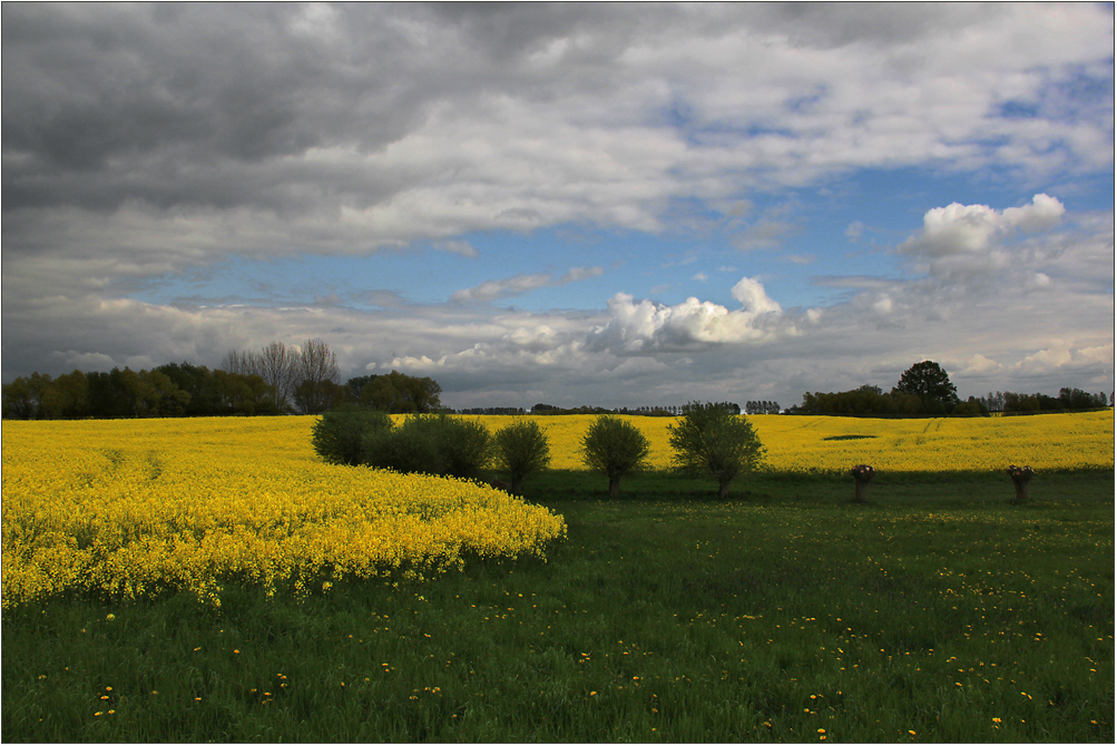 Rapsfeld in der Uckermark