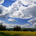 Rapsfeld in der Zentralschweiz....