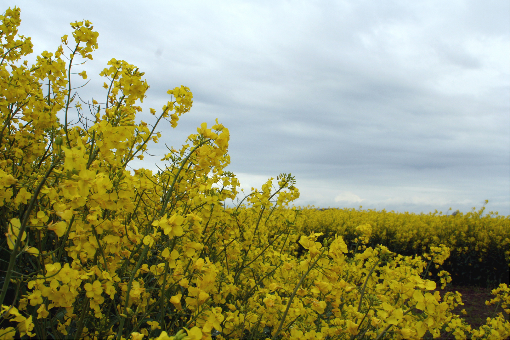 Rapsfeld in Dithmarschen