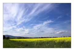 Rapsfeld in Eschborn