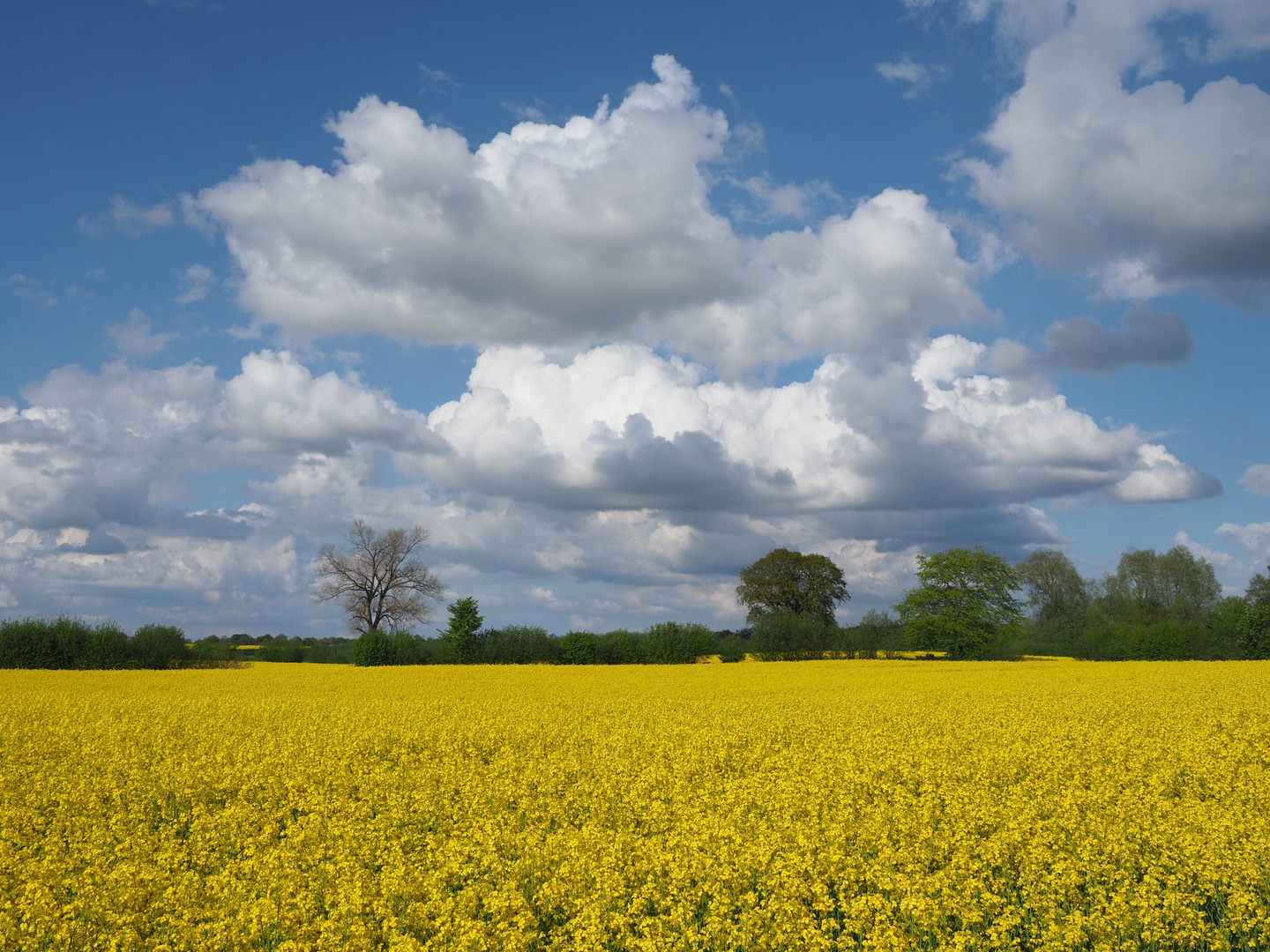 Rapsfeld in Flemhude