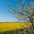 Rapsfeld in Friesland