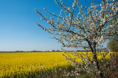 Rapsfeld in Friesland