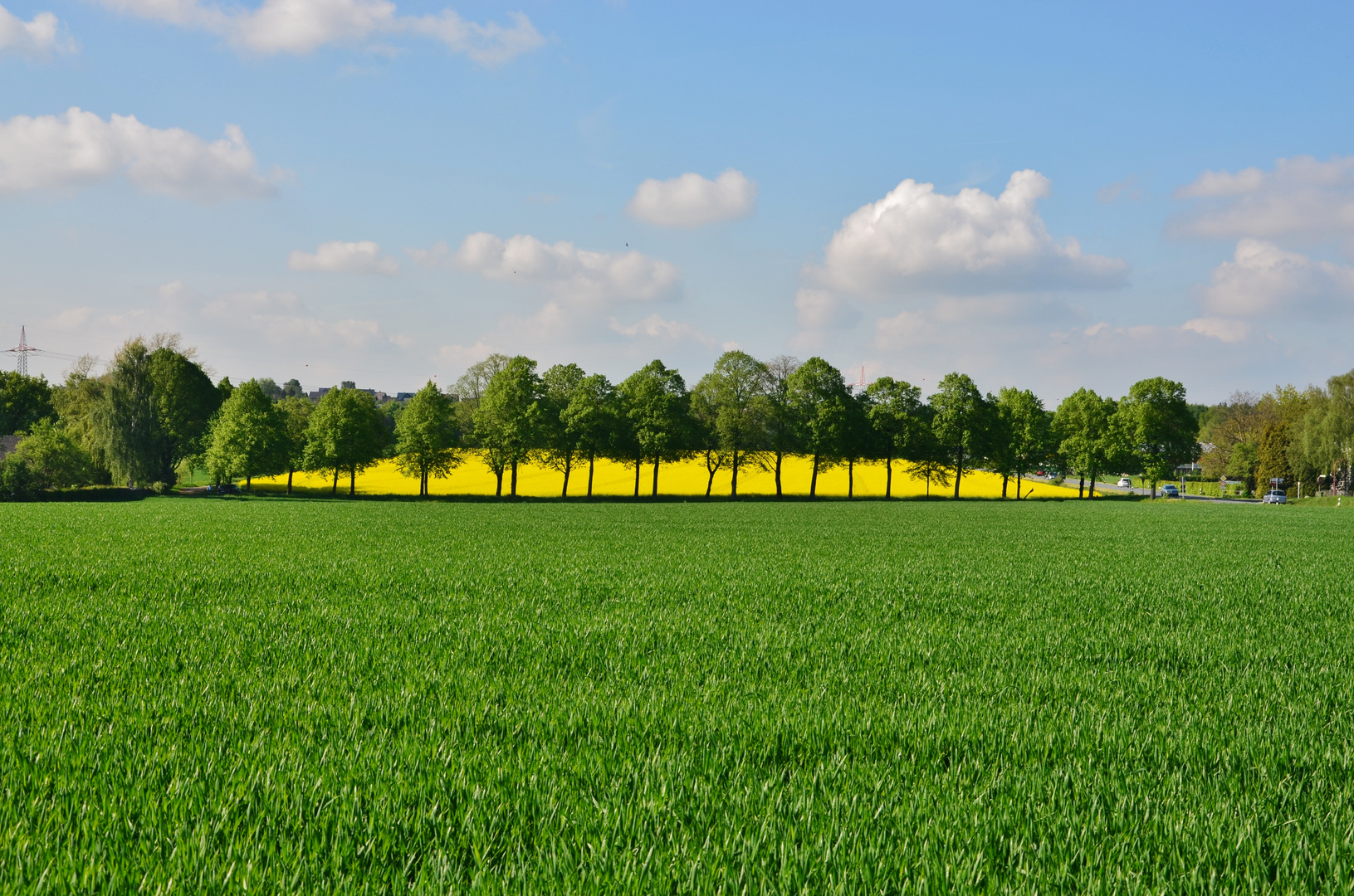 Rapsfeld in Geisecke