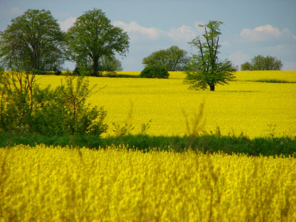 Rapsfeld in Großziethen