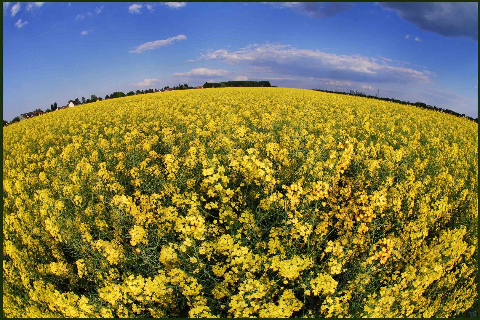 Rapsfeld in Gruiten