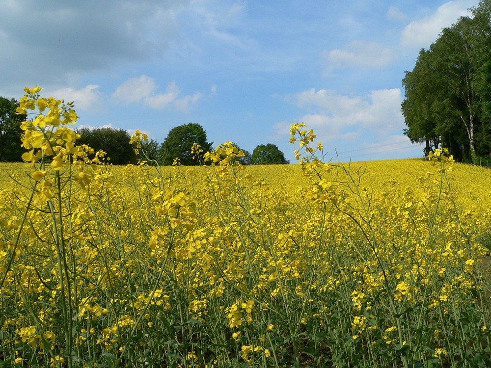 Rapsfeld in Gruiten