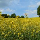 Rapsfeld in Gruiten