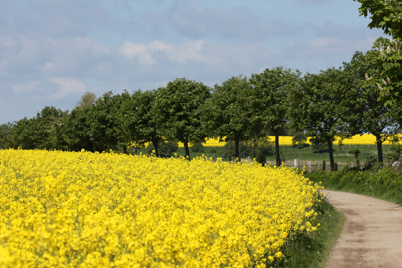 Rapsfeld in Heiligenhafen