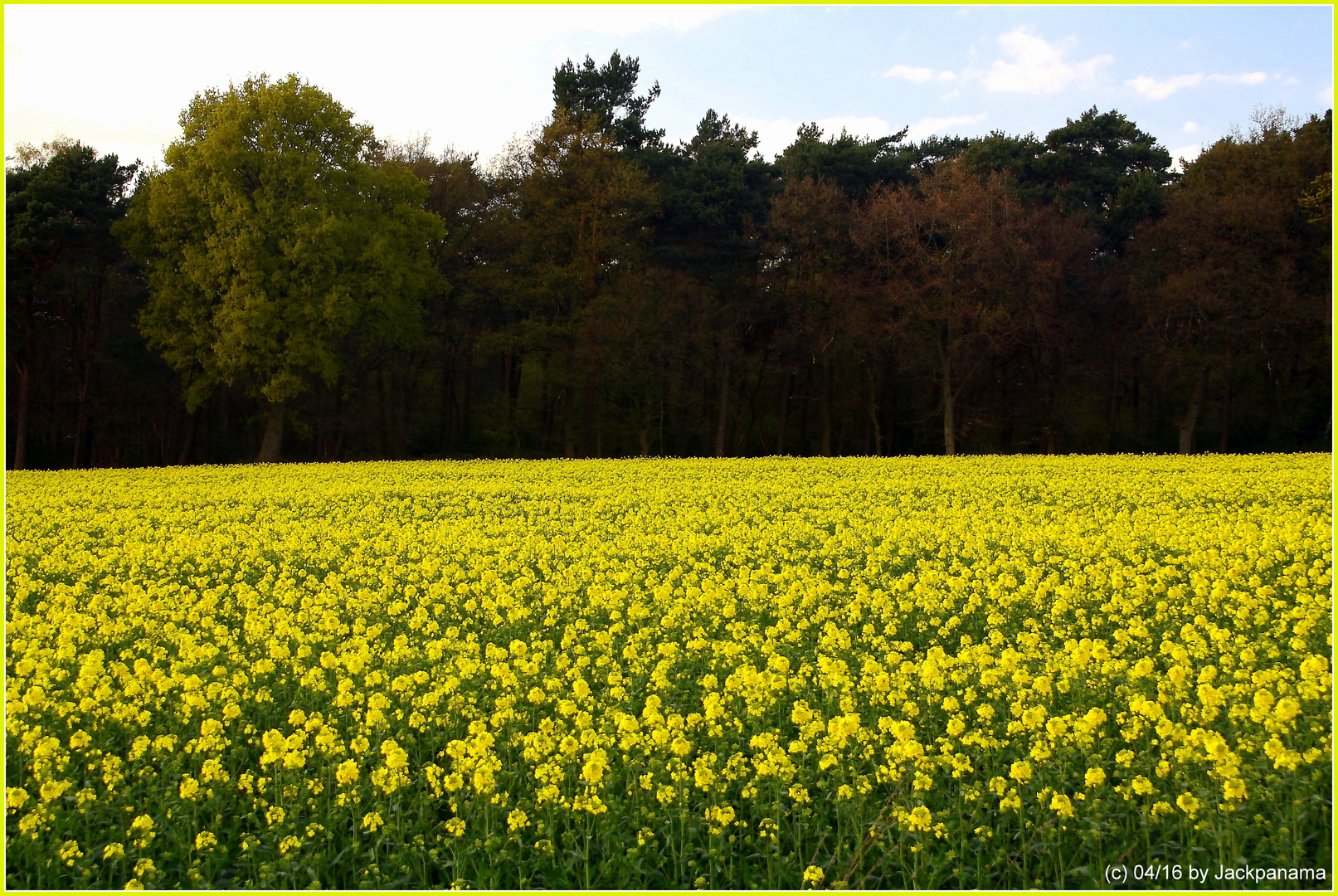 Rapsfeld in leutendem gelb