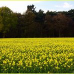 Rapsfeld in leutendem gelb