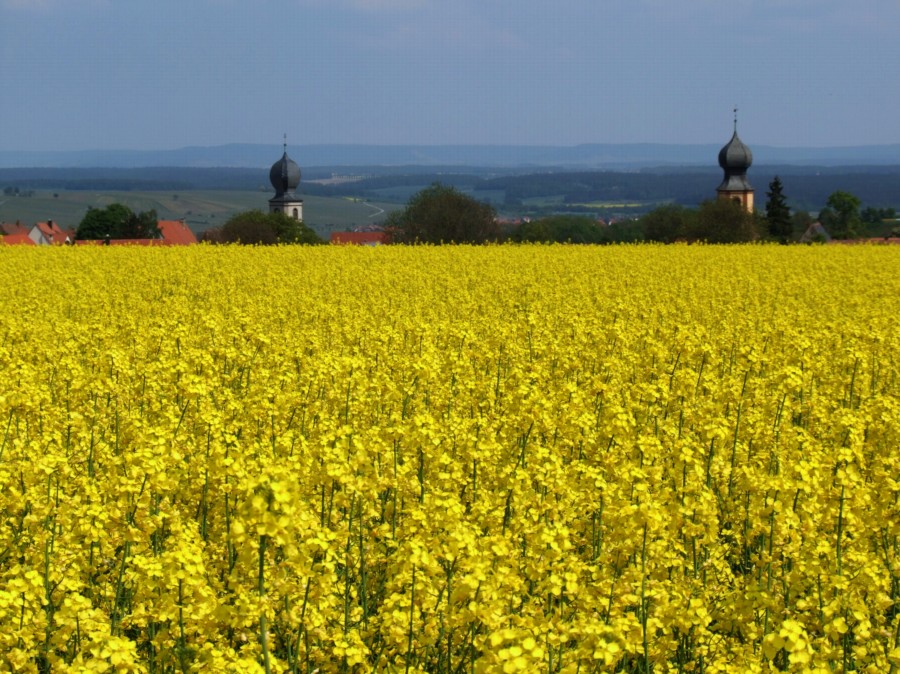 Rapsfeld in Mainfranken im Hintergrund der Steigerwald