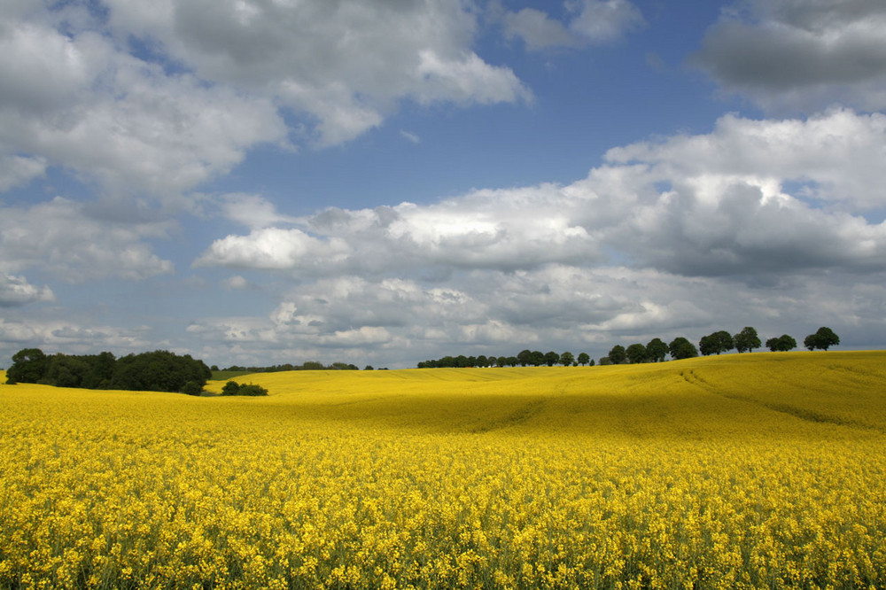 Rapsfeld in Mecklenburg