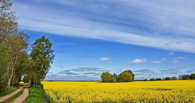 Rapsfeld in Mecklenburg....
