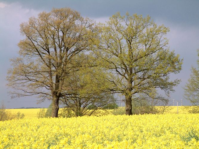 Rapsfeld in Mecklenburg Vorpommern