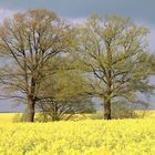 Rapsfeld in Mecklenburg Vorpommern