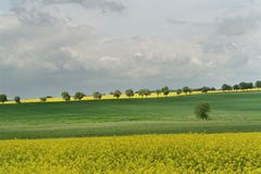 Rapsfeld in Mecklenburg-Vorpommern Mai 2006