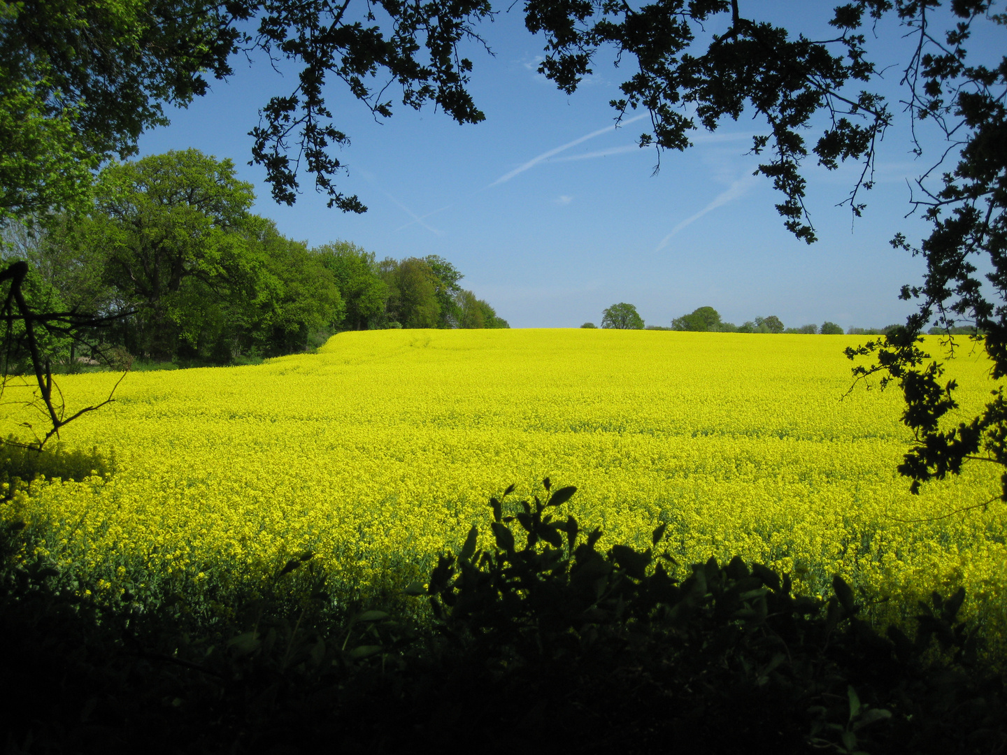 Rapsfeld in Nordwestmecklenburg