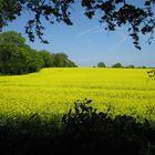 Rapsfeld in Nordwestmecklenburg