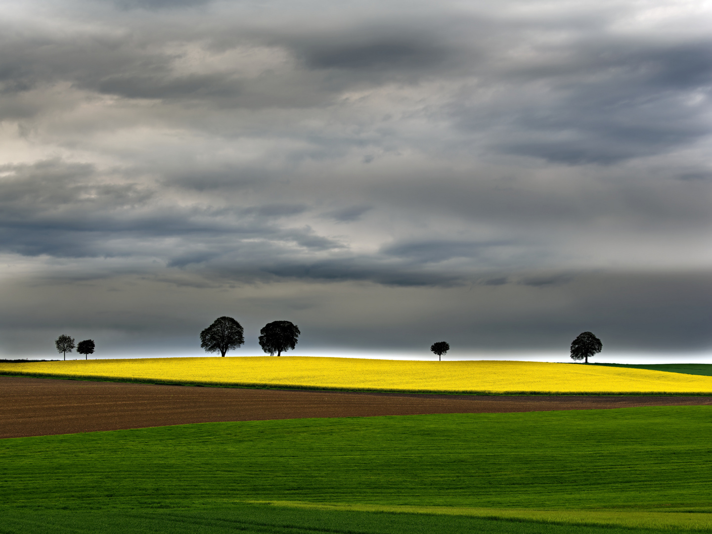 Rapsfeld in Oberbayern