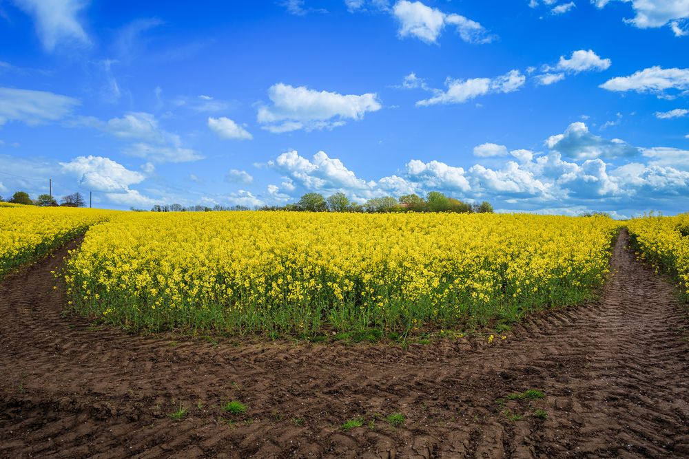 Rapsfeld in Oestergaard Foto & Bild deutschland, europe, schleswig holstein Bilder auf