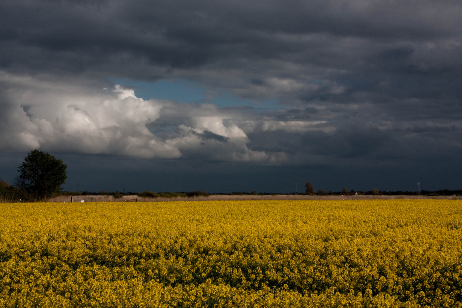 Rapsfeld in Ostfriesland