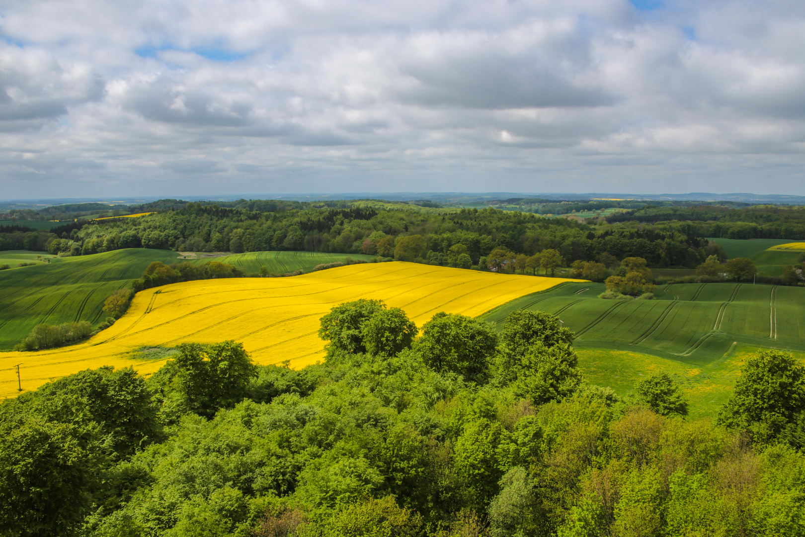 Rapsfeld in Ostholstein