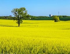 Rapsfeld in Ostholstein