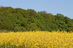 Rapsfeld in Rodenbach-Lehrte