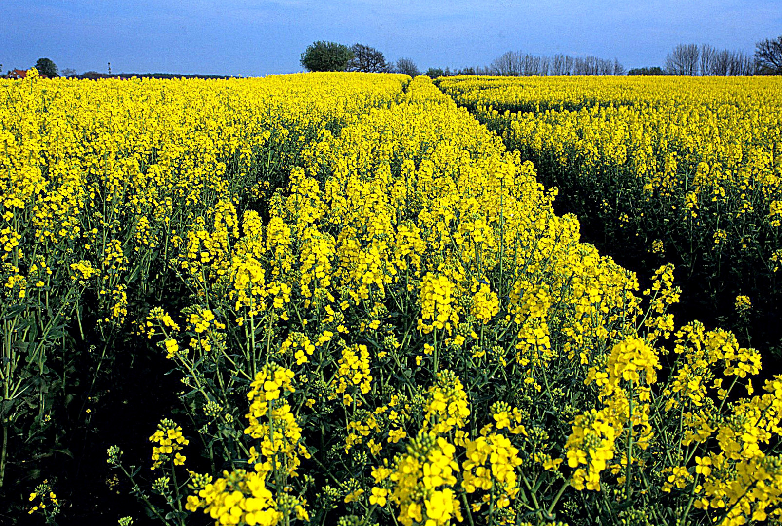 Rapsfeld in Schuby nahe Kappeln