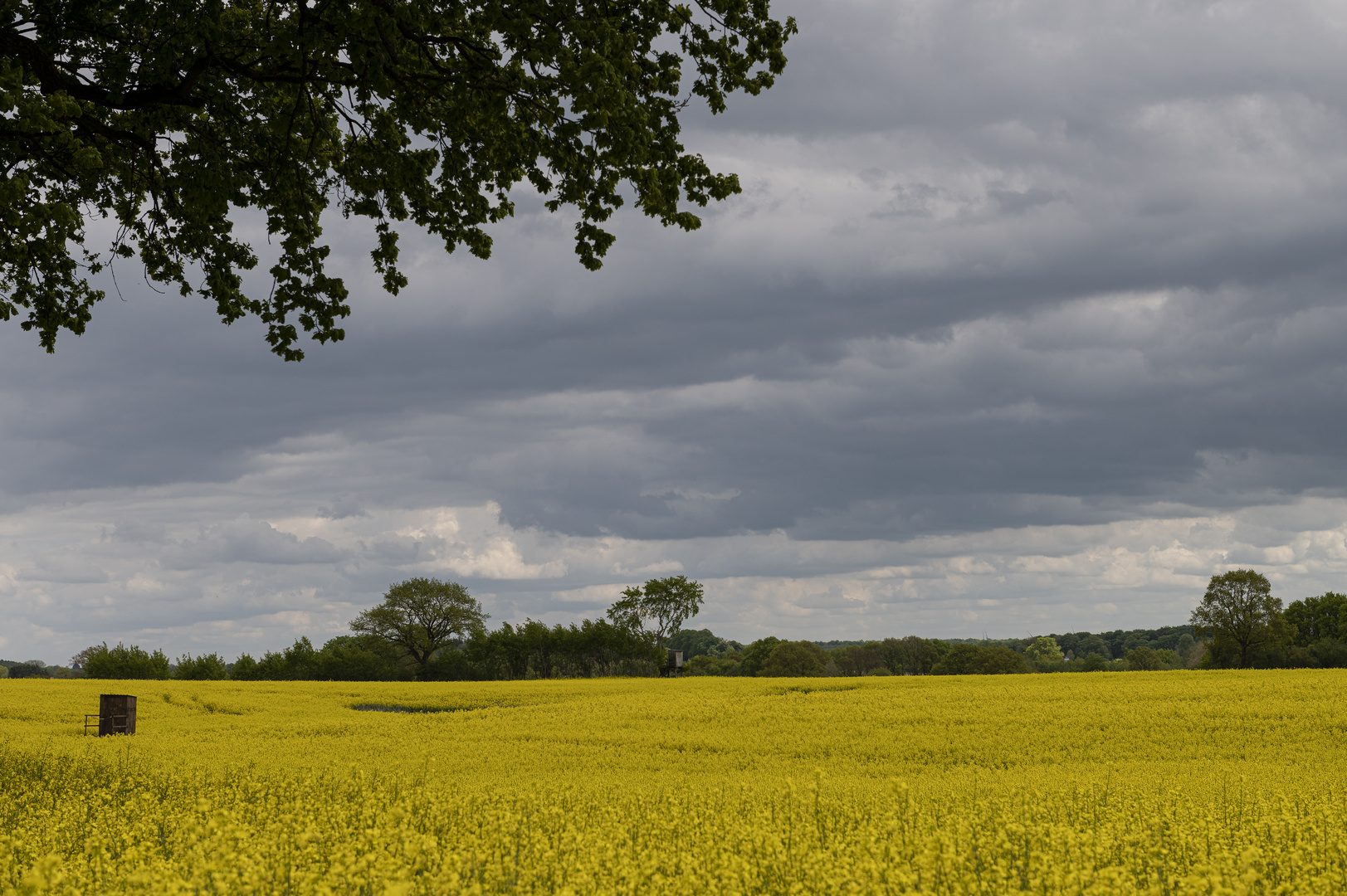 Rapsfeld in Stormarn