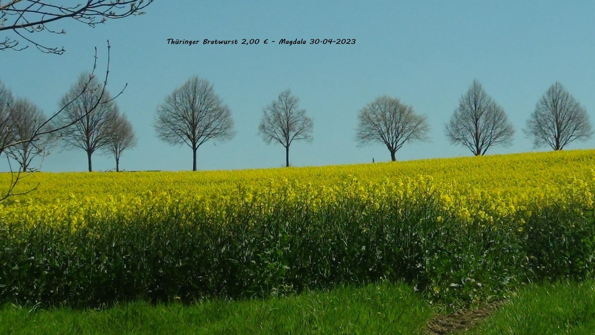 Rapsfeld in Thüringen