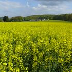 Rapsfeld in voller Blüte